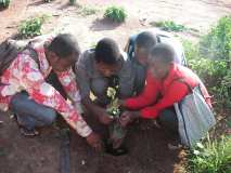 TDJ-Sud Benin: Journee de l'arbre au BENIN 
