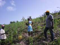 Compte-rendu sur les 600 arbres plantés à Gros-Morne avec la collaboration de My Tree