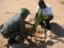 TDJ Togo souligne le 1er Juin, Journée de l’arbre au TOGO