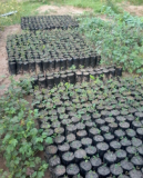 Activité du Centre pour la promotion agricole de la Lukula, R.D. Congo