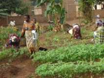 Action avec les femmes rurales pour la production biologiques.