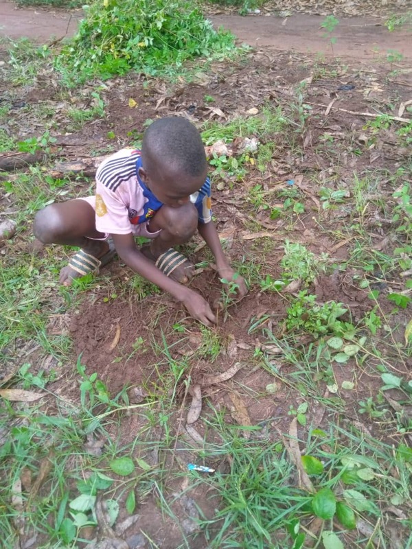 Fête de l'arbre 2026 au Bénin