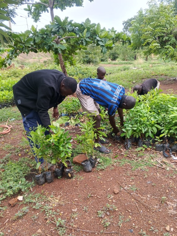 Fête de l'arbre 2026 au Togo