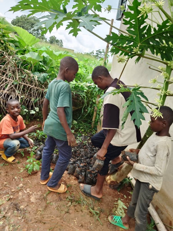 Fête de l'arbre 2026 au Cameroun