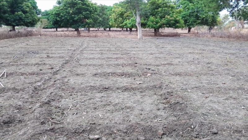 Synécoculture au Cameroun