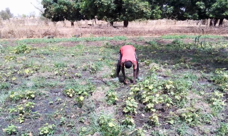 Synécoculture au Cameroun