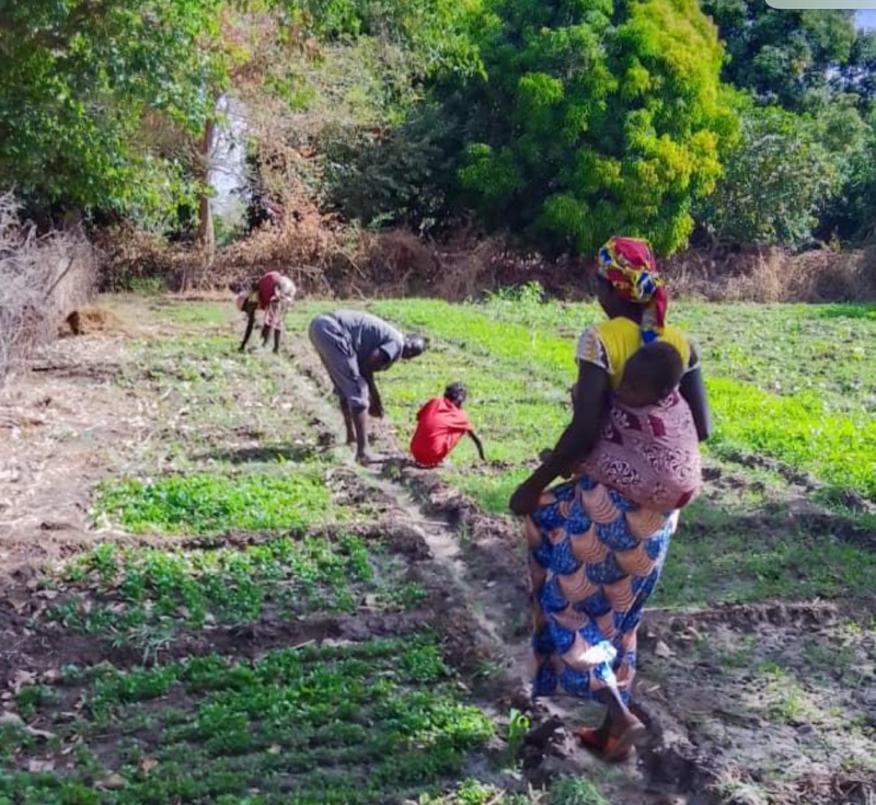 Synécoculture au Cameroun