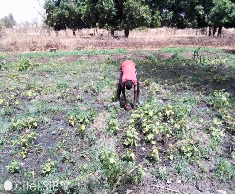 Synécoculture au Cameroun