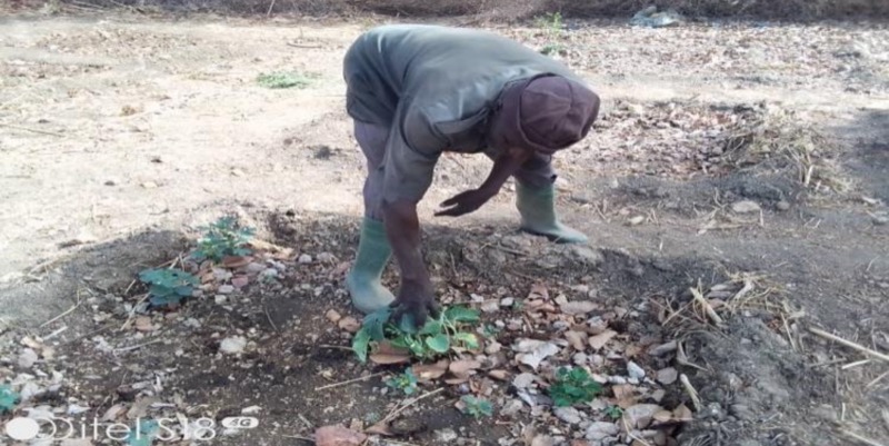 Synécoculture au Cameroun
