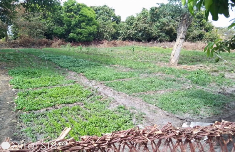 Synécoculture au Cameroun