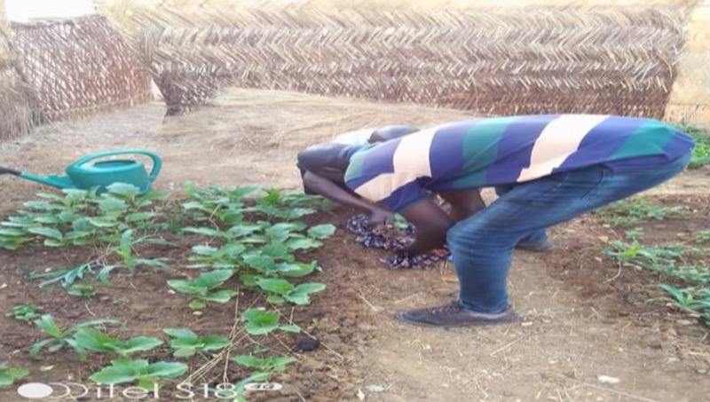 Synécoculture au Cameroun