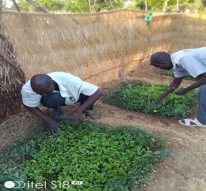 Synécoculture au Cameroun