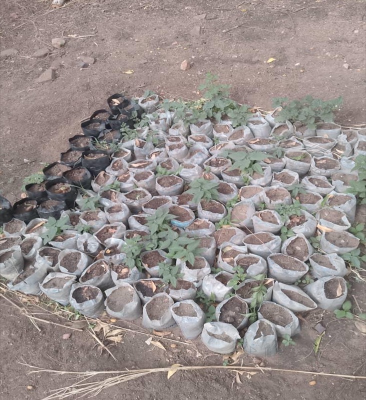 Synécoculture au Cameroun