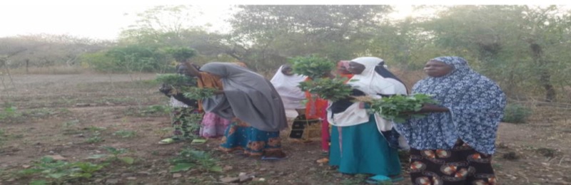 Synécoculture au Cameroun