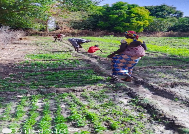 Synécoculture au Cameroun