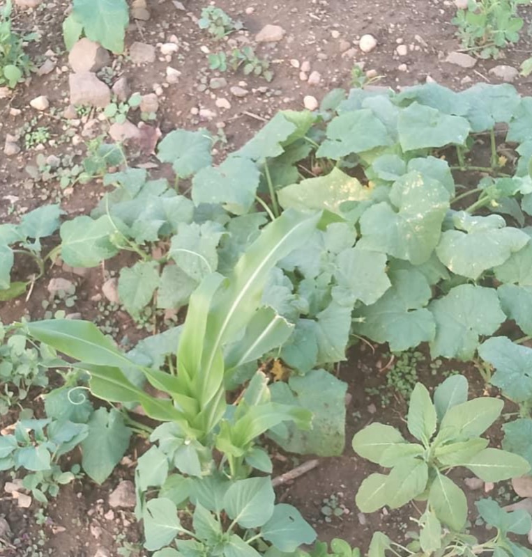 Synécoculture au Cameroun