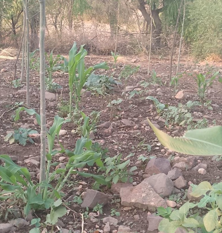 Synécoculture au Cameroun