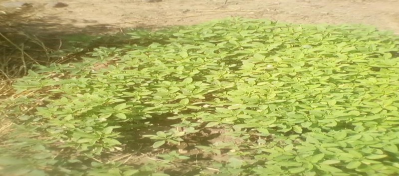 Synécoculture au Cameroun
