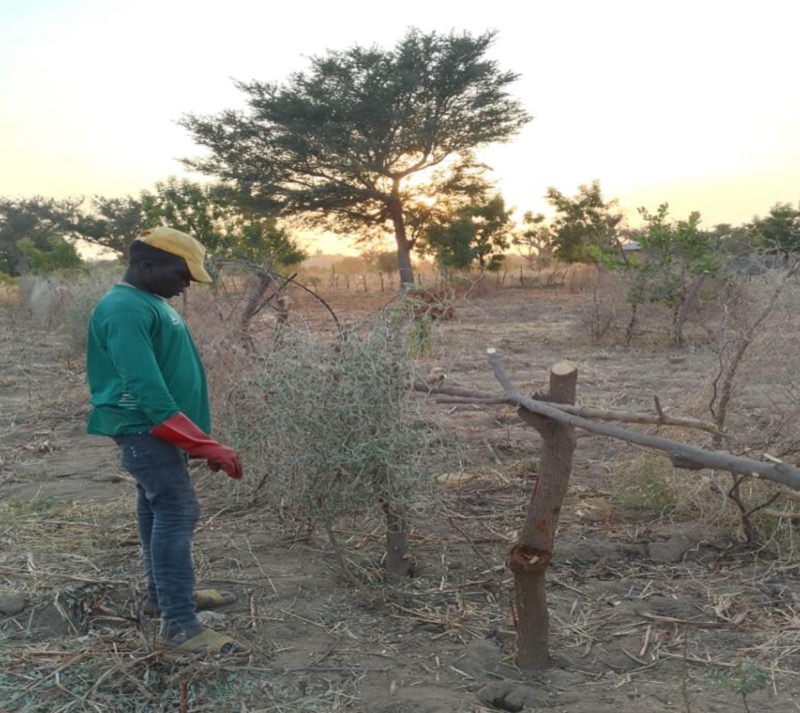 Synécoculture au Cameroun