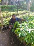 Plantation d'arbre à Gros-Morne