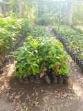 Plantation d'arbre à Gros-Morne