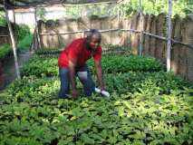 Gonaïves: suivi des arbres plantes