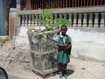 Gonaïves: suivi des arbres plantes