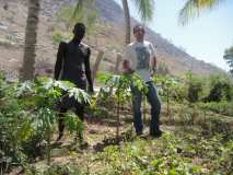 Gonaïves: suivi des arbres plantes