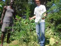 Gonaïves: suivi des arbres plantes