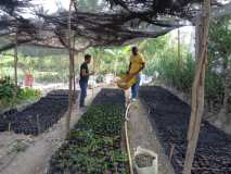 Pépinière pour la plantation de 1000 arbres en collaboration avec My Tree