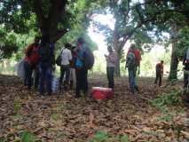 Fête de l’arbre 2015, Gonaives-Haïti