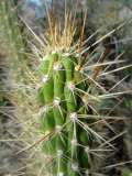 Ecosystème de cactus unique et fragile en Haïti