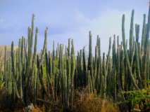 Ecosystème de cactus unique et fragile en Haïti