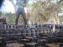 Une Fête de l'arbre aux Gonaïves (Haïti) avec la relève!