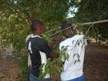 Préparation pour la plantation des arbres à Gros-Morne