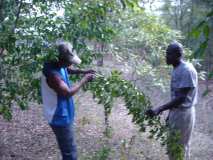 Préparation pour la plantation des arbres à Gros-Morne