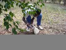 Préparation pour la plantation des arbres à Gros-Morne