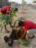 La Terre des Jeunes Togo marque le plus grand boulevard de la Capitale 