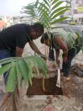 La Terre des Jeunes Togo marque le plus grand boulevard de la Capitale 