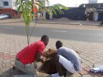 La Terre des Jeunes Togo marque le plus grand boulevard de la Capitale 