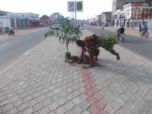 La Terre des Jeunes Togo marque le plus grand boulevard de la Capitale 