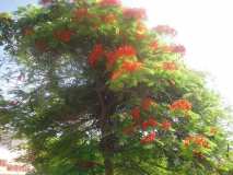 Gonaïves: suivi des arbres plantes