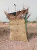 De l'eau potable et des latrines pour les populations de Zezouma koro dans le village de Dorossiamasso/Commune de Satiri/Burkina Faso