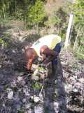 Plantation d'arbres à Gros-Morne en collaboration avec MyTree