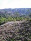 Plantation d'arbres à Gros-Morne en collaboration avec MyTree