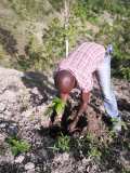 Plantation d'arbres à Gros-Morne en collaboration avec MyTree