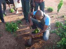 TDJ-Sud Benin: Journee de l'arbre au BENIN 