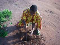 TDJ-Sud Benin: Journee de l'arbre au BENIN 