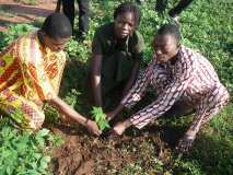 TDJ-Sud Benin: Journee de l'arbre au BENIN 