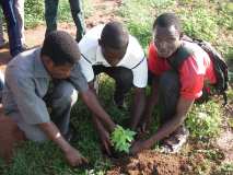 TDJ-Sud Benin: Journee de l'arbre au BENIN 